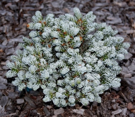 Пихта корейская Айсбрекер фото 2