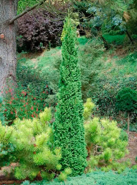 Туя западная Бробекс Тауэр