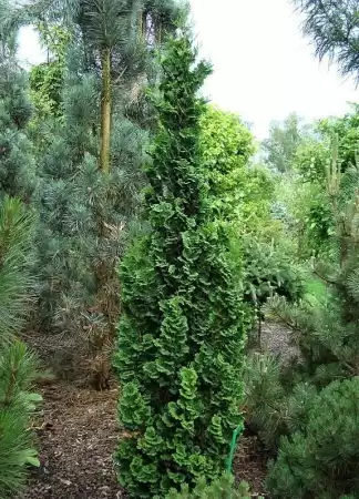 Туя западная Бробекс Тауэр фото 2