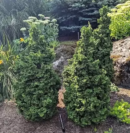 Туя западная Примо фото 2