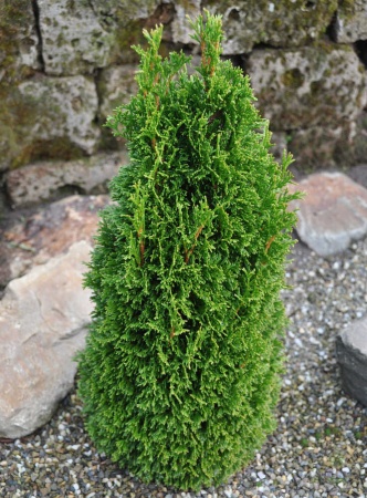 Туя западная Макс фото 2