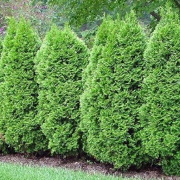 Туя западная Грин Эгг