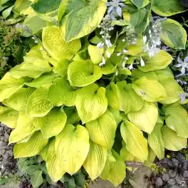 Хоста гибридная Аугуст Мун