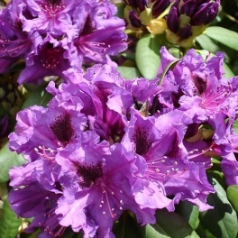 Рододендрон гибридный Пёрпл Сплендор
