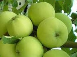Яблоня крупноплодная Белый налив