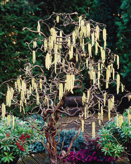 Лещина обыкновенная Конторта