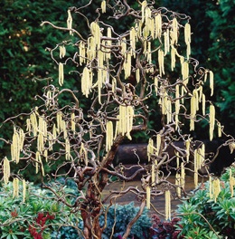 Лещина обыкновенная Конторта