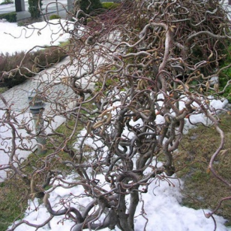 Лещина обыкновенная Конторта фото 2