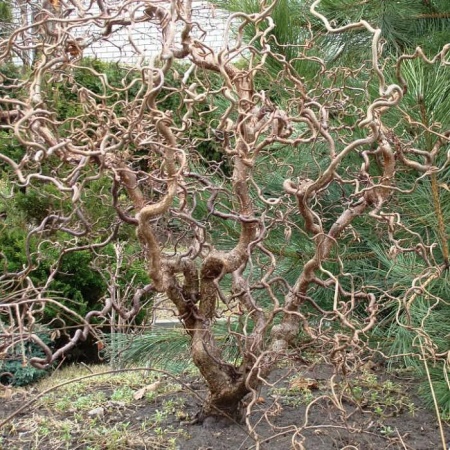 Лещина обыкновенная Конторта фото 3