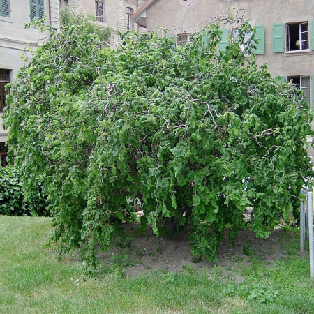 Лещина обыкновенная Конторта фото 4