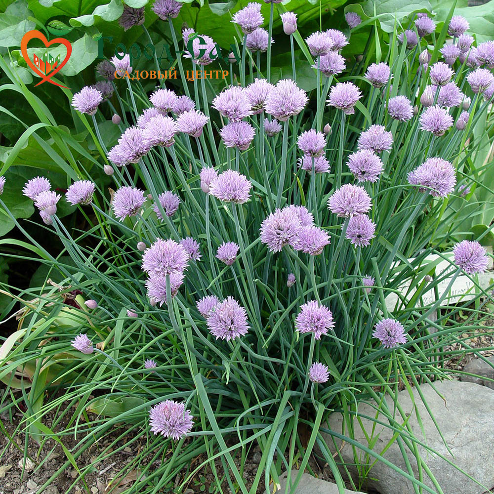 Лук шнитт (Allium schoenoprasum)